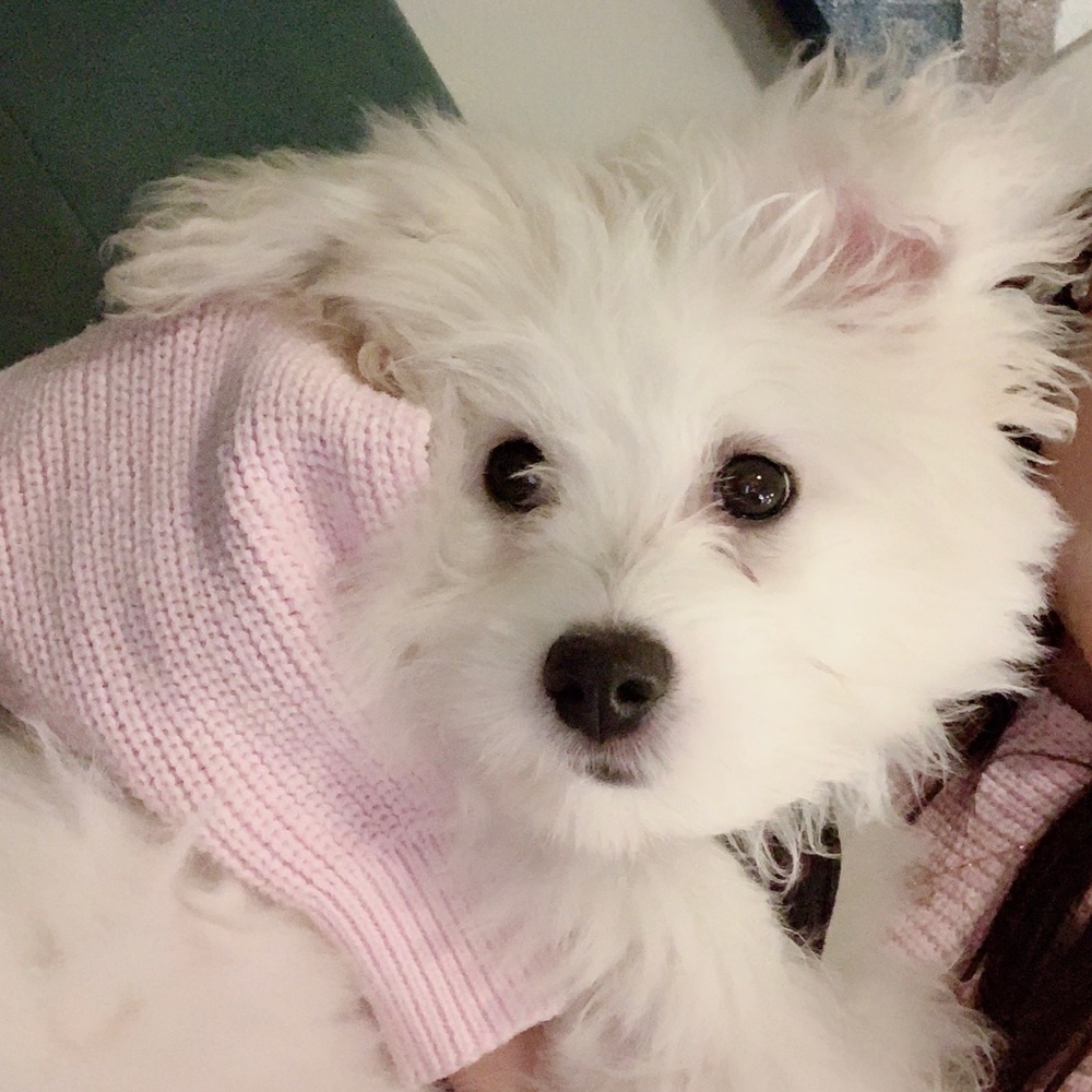 Meet your Posher, Love